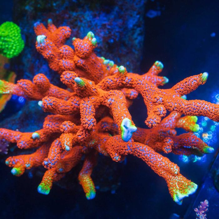 Montipora forest fire  - Koralowce - akwarium morskie