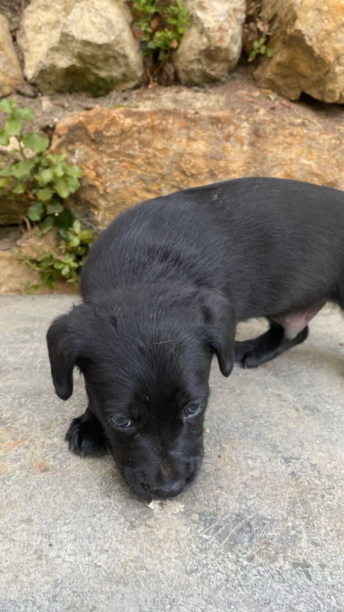Oreo - Bebé para Adopção