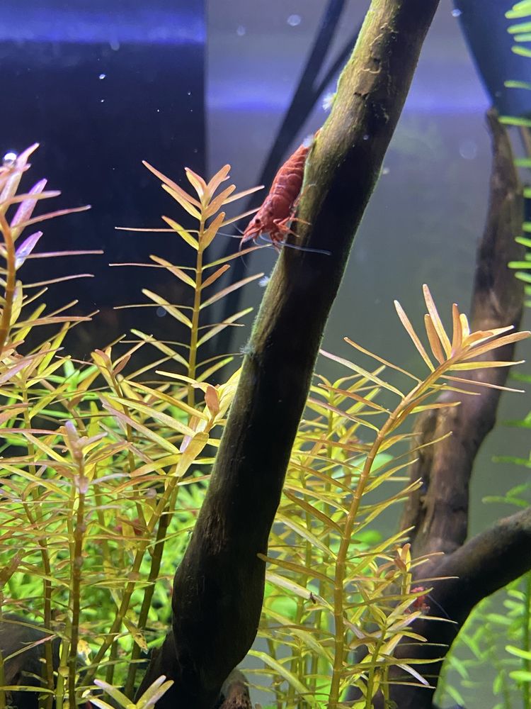 Camarao red cherry