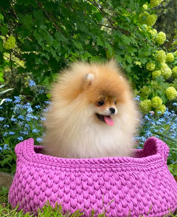 Перетримка.Готель для тварин.