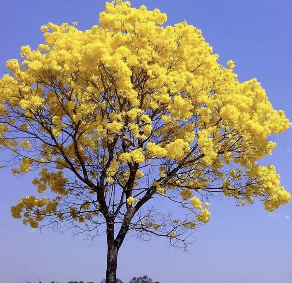 Ipê amarelo planta