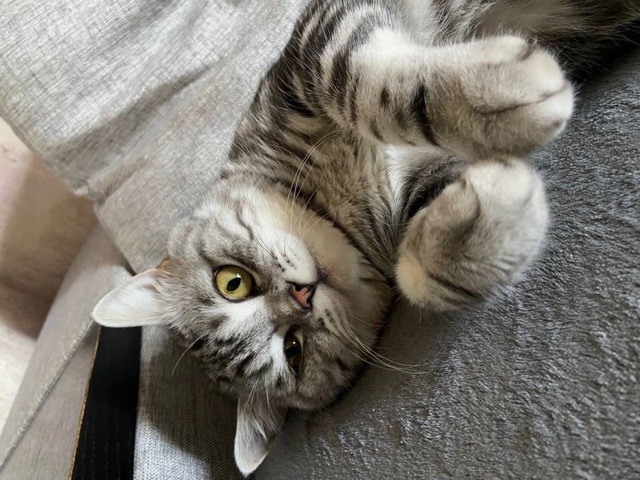 Вязка кота!Породистый