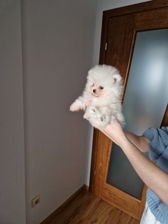 PIĘKNY Szpic Miniaturowy