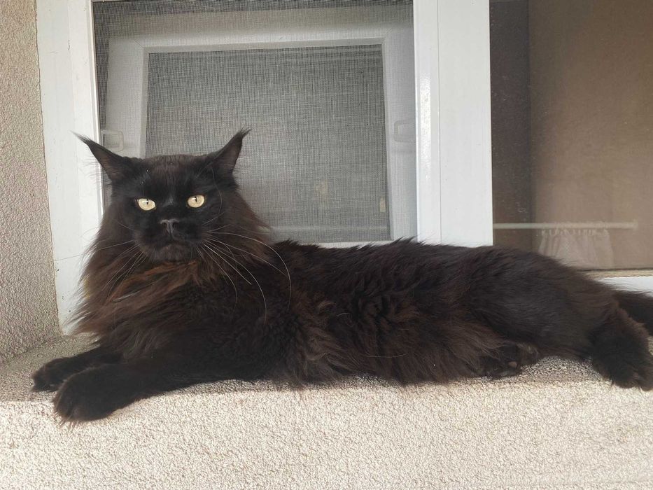 Черный мейн-кун вязка, с документами