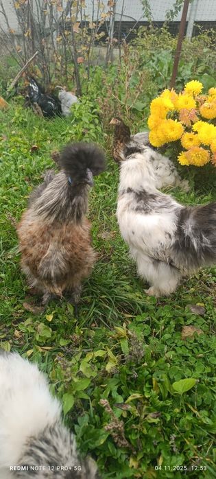 Китайські шовкові кури