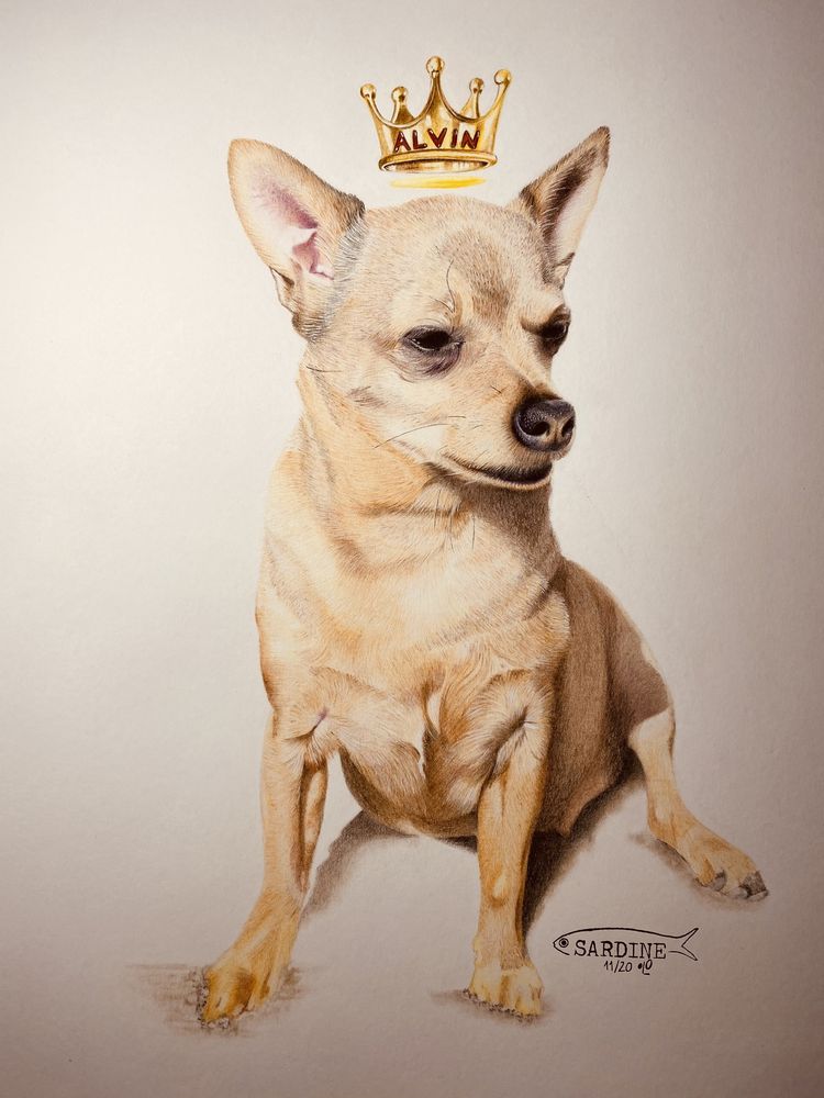 Retratos canino/felino desenhados à mão
