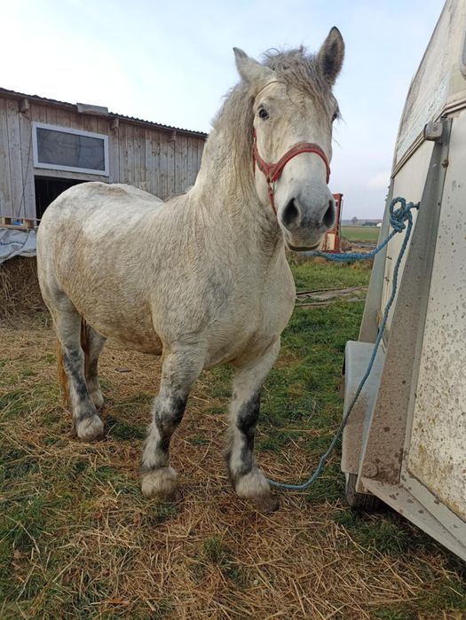 Kobyła szpaczka siwa