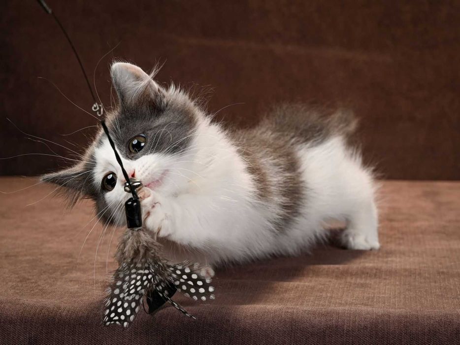 Манчкин девочки Ейфория и Еврика