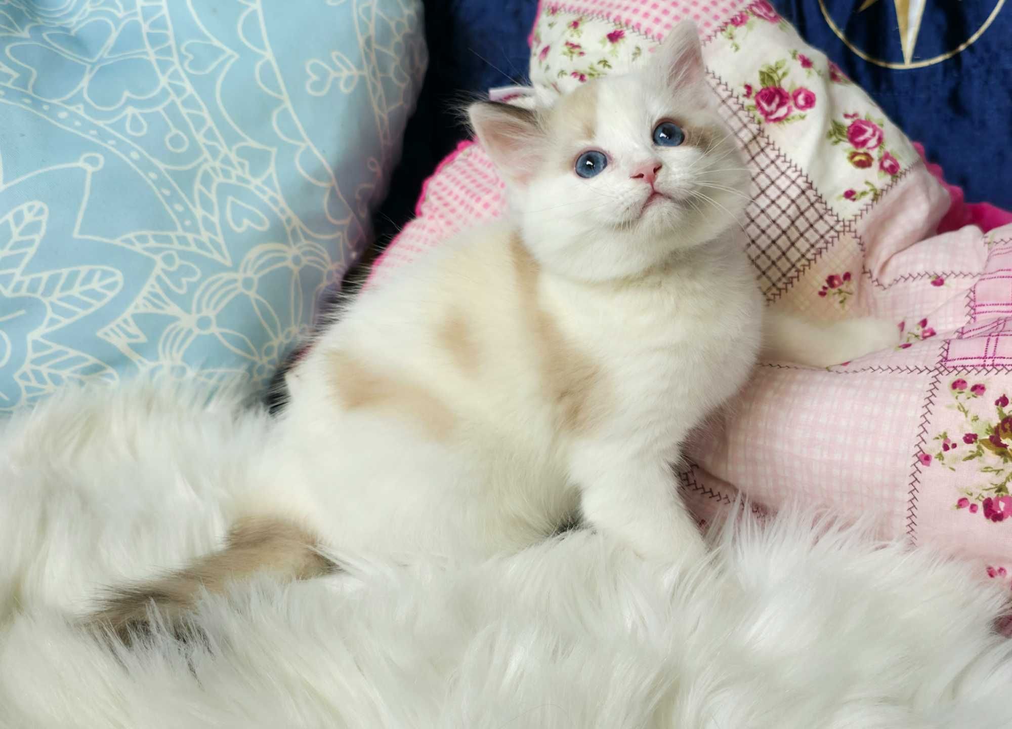 Piękna kotka Ragdoll seal bicolor szylkretowa