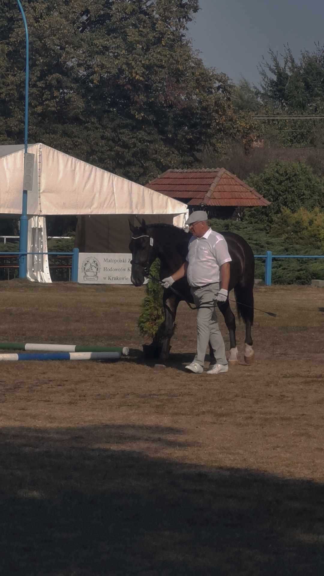 Sprzedam klacz śląską