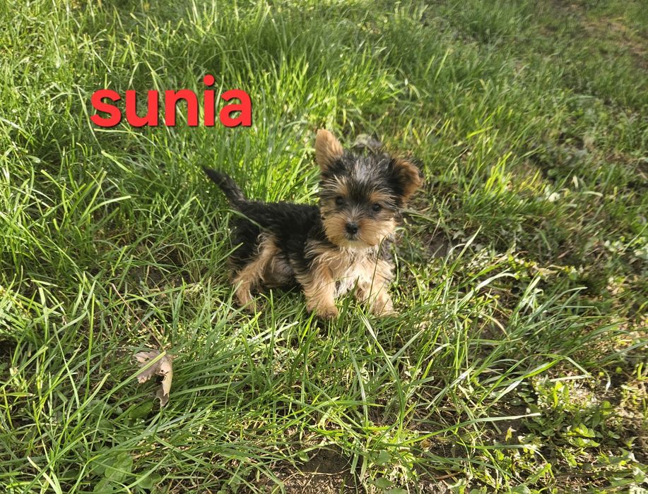 Sunia york z Rodowodem do odbioru