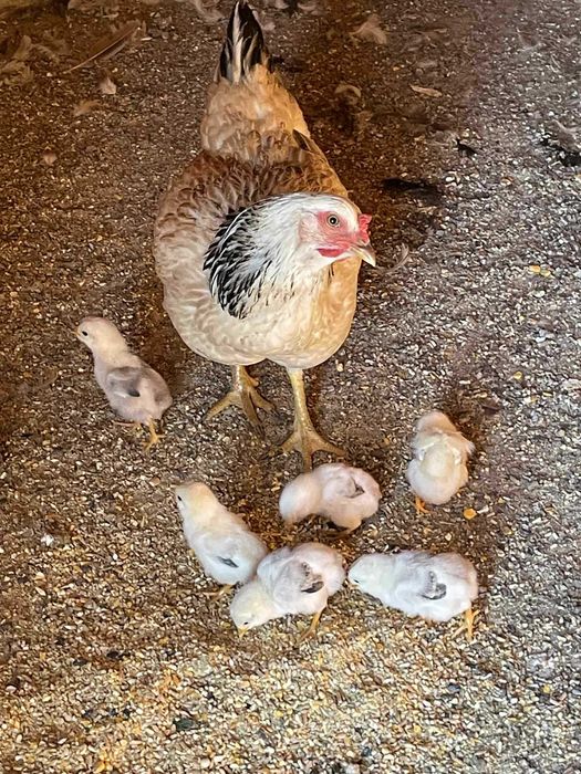 Pintainhos coquita, galinha branca e ovos verdes