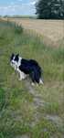 Zaginęła suczka rasy Border Collie