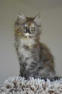 Srebrzysta kotka Maine Coon