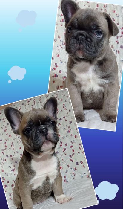 Французики девочка и два мальчика мини !