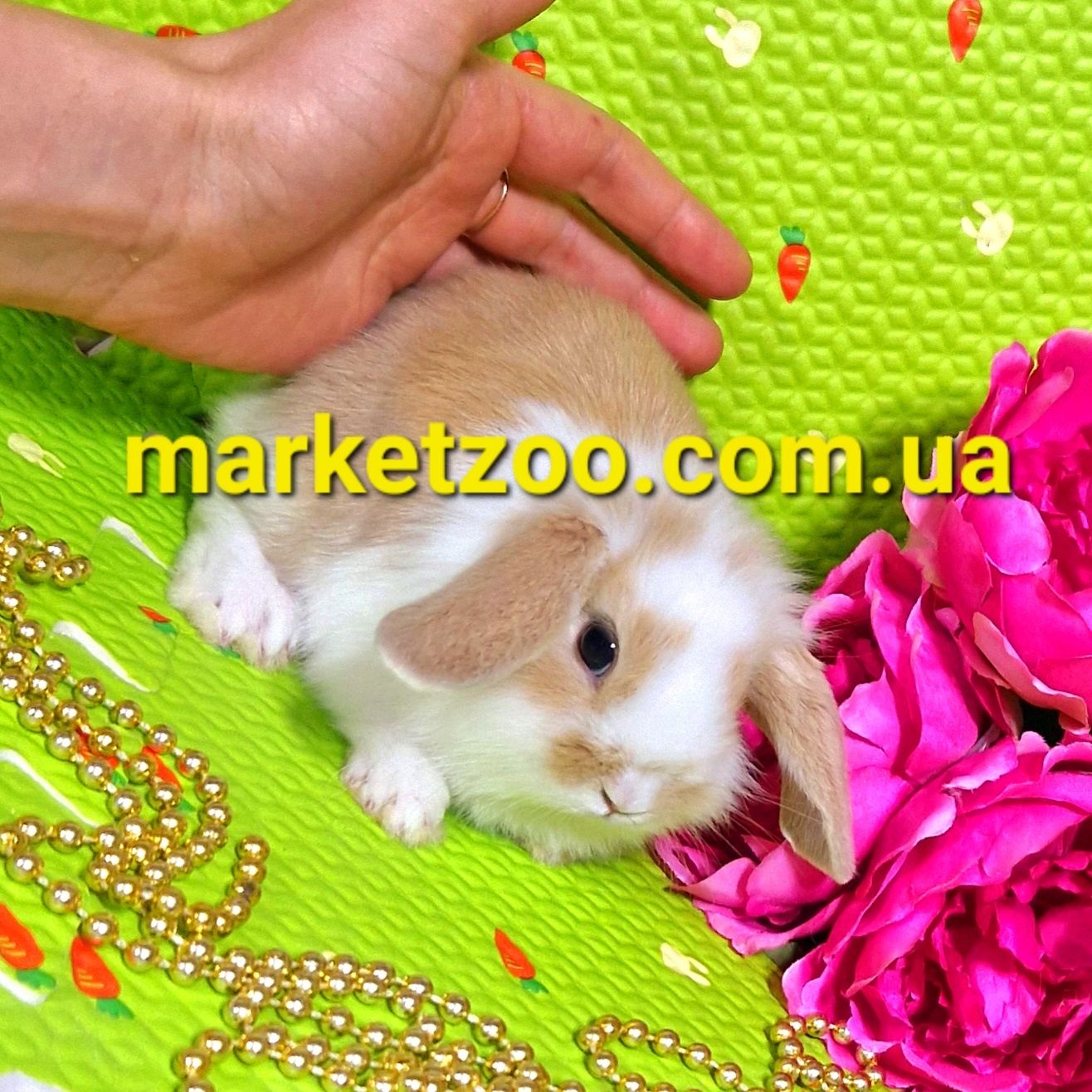 Mini lop міні мини карликовые кролики карликові висловухий баранчик