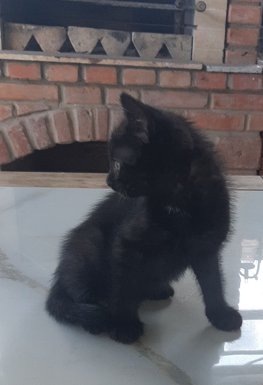 Котик в добрі руки