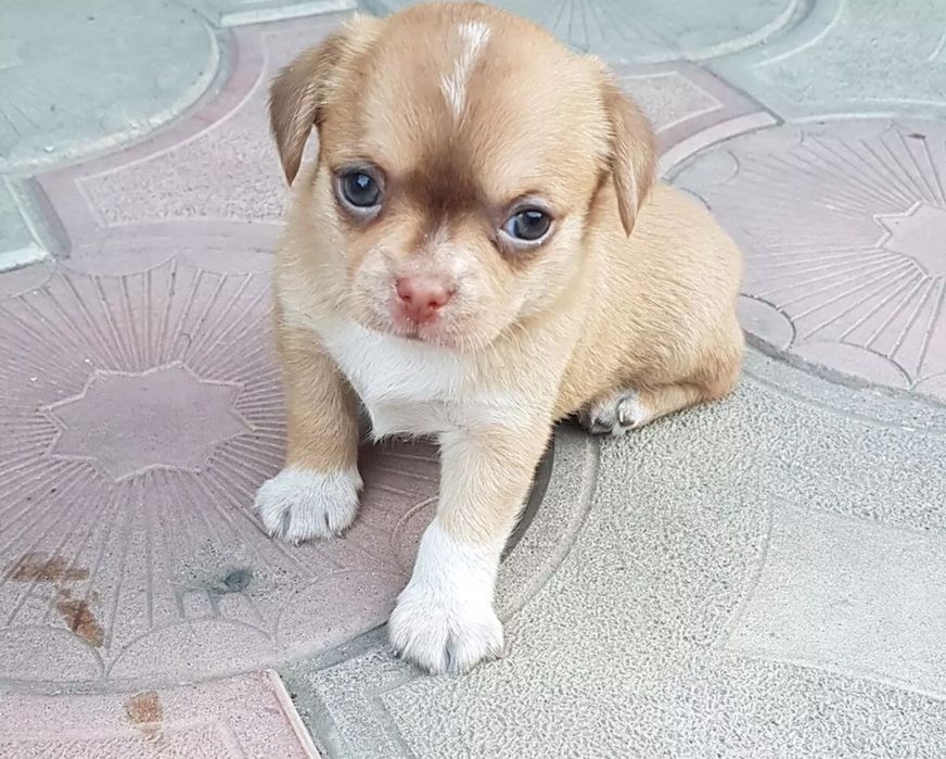 Шенки чихуа хуа разного возроста