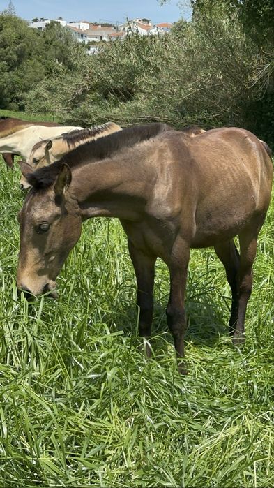 The Lusitano of your dreams is here !!!