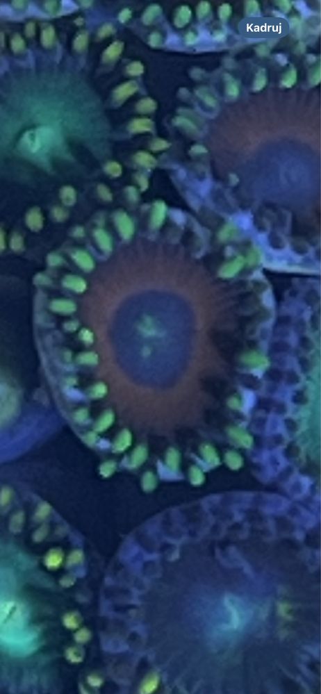 35 Zoanthus Eagel Eye Watermon 10 polipow zoa Akwarium morskie