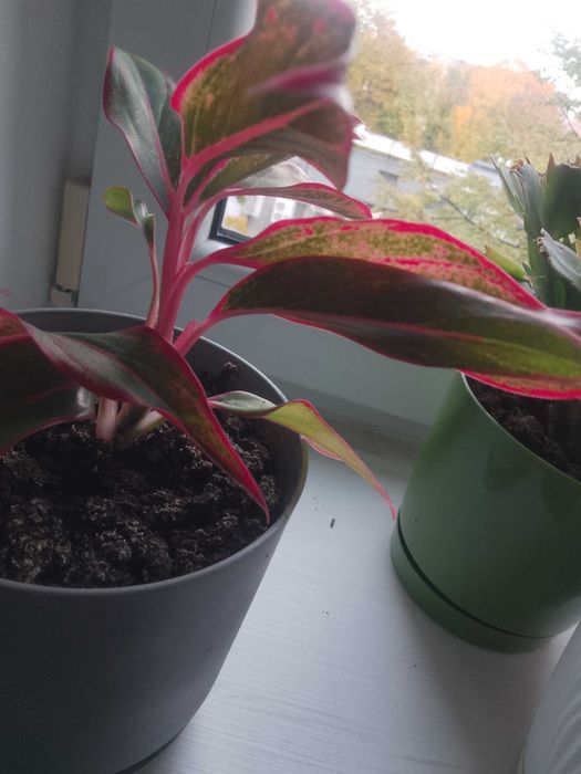 Kwiat Aglaonema 6cm