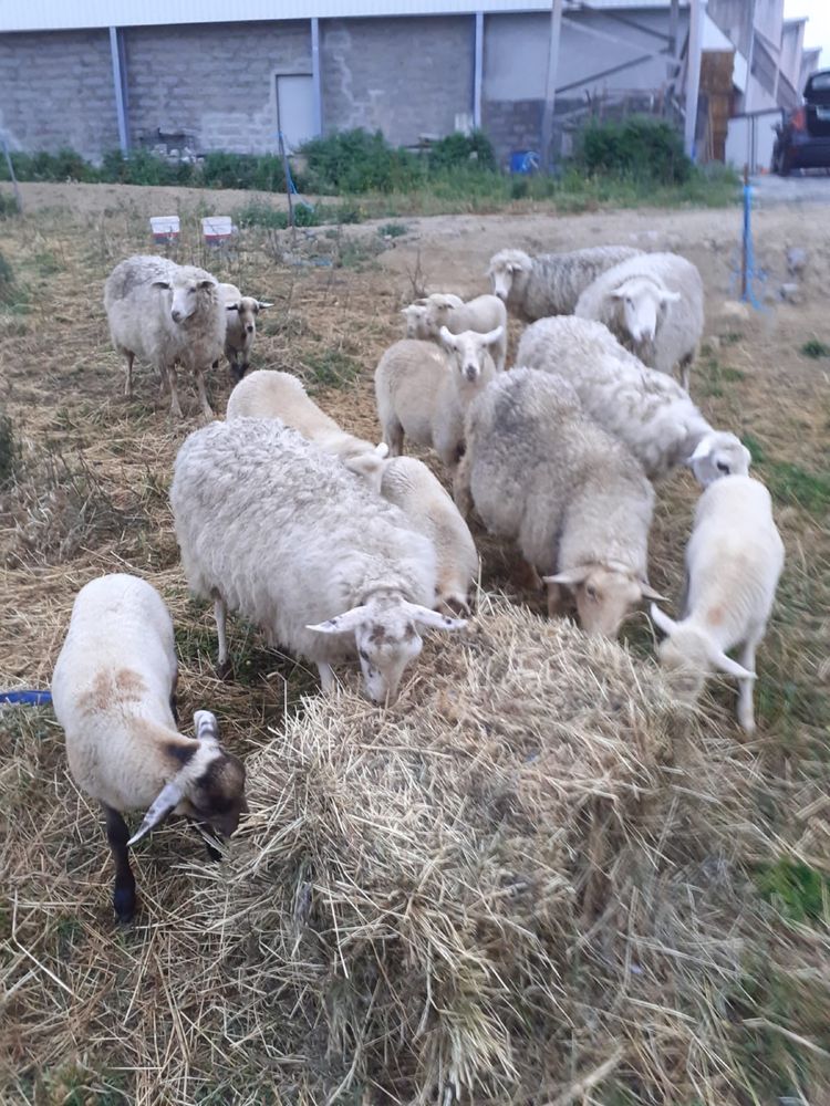 Ovelhas desde 50€