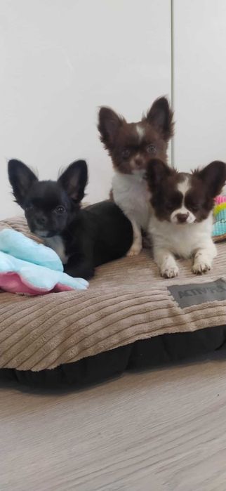 Chihuahua szczeniak puppy suczka  prawdziwy rodowód ZKwP  FCI