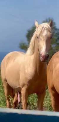 Cavalo Palomino  super mansinho ! Super gentle Palomino horse!