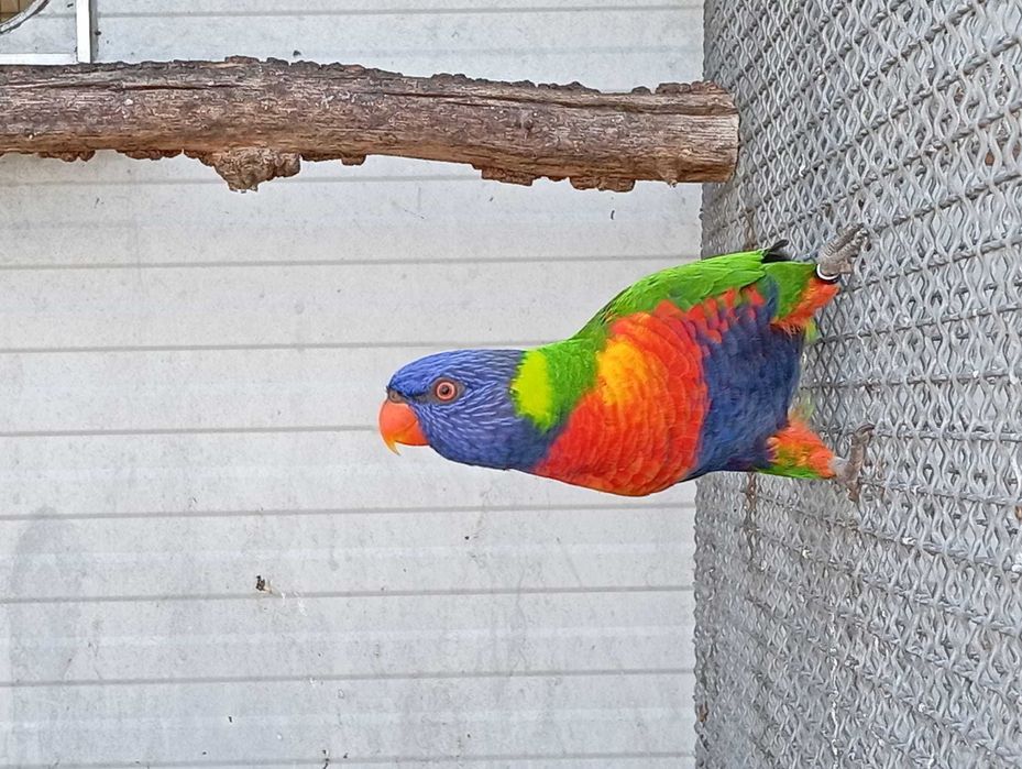 Loris Molucano para ceder