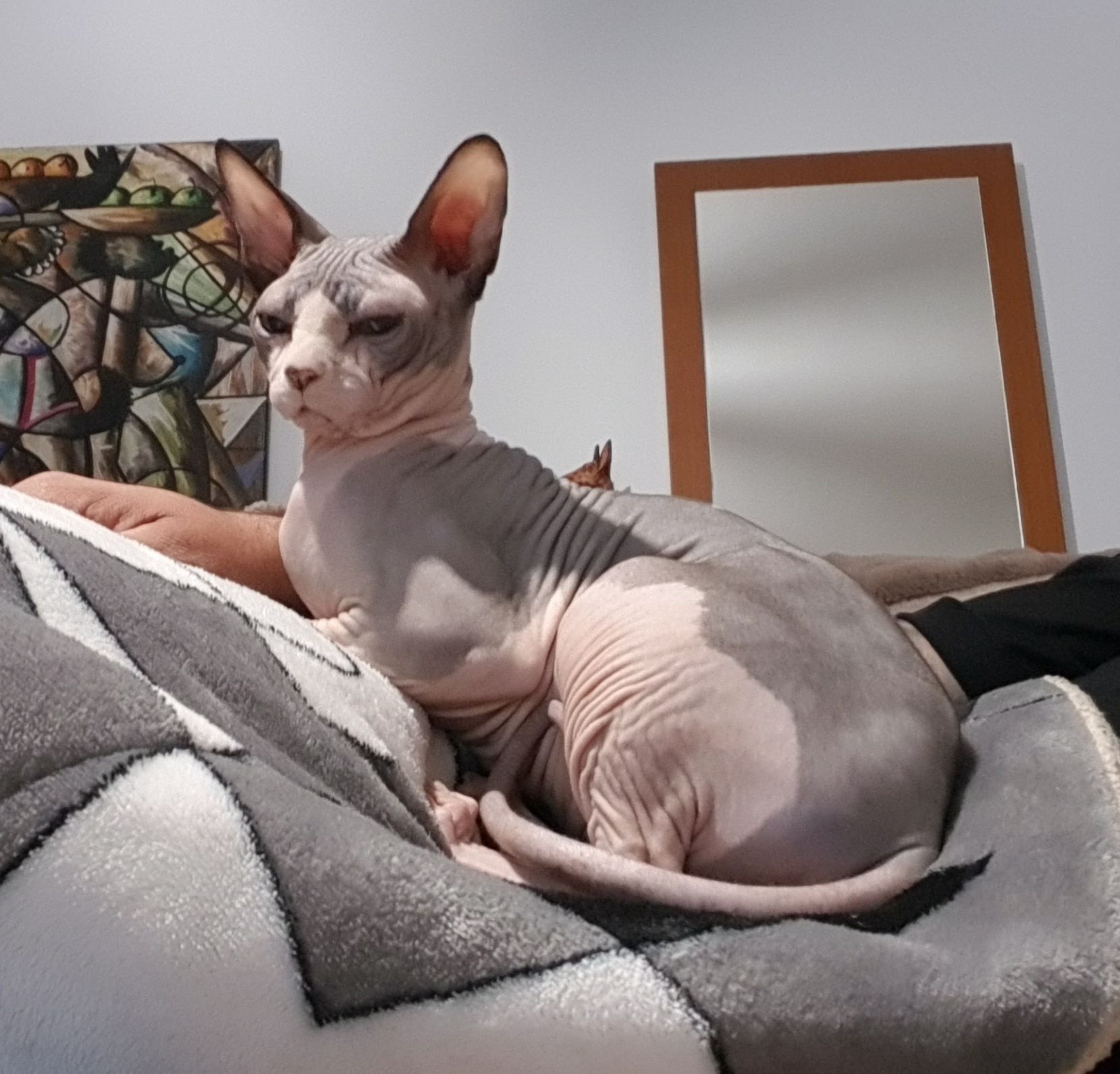 Gato sphynx procura namorada