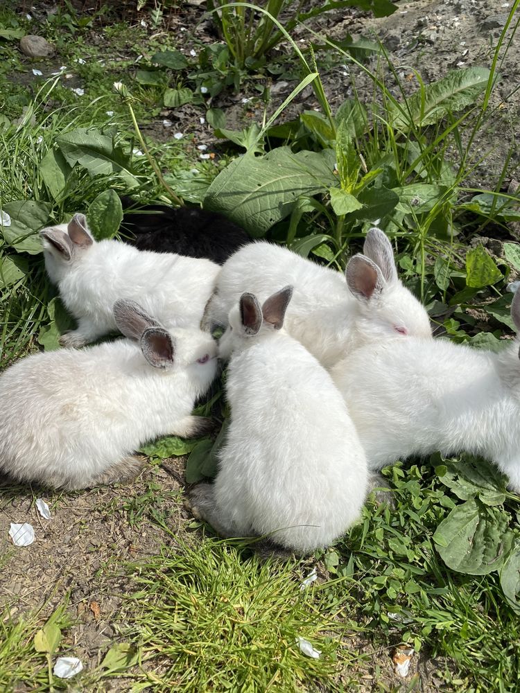 Продам кролики каліфорнійці