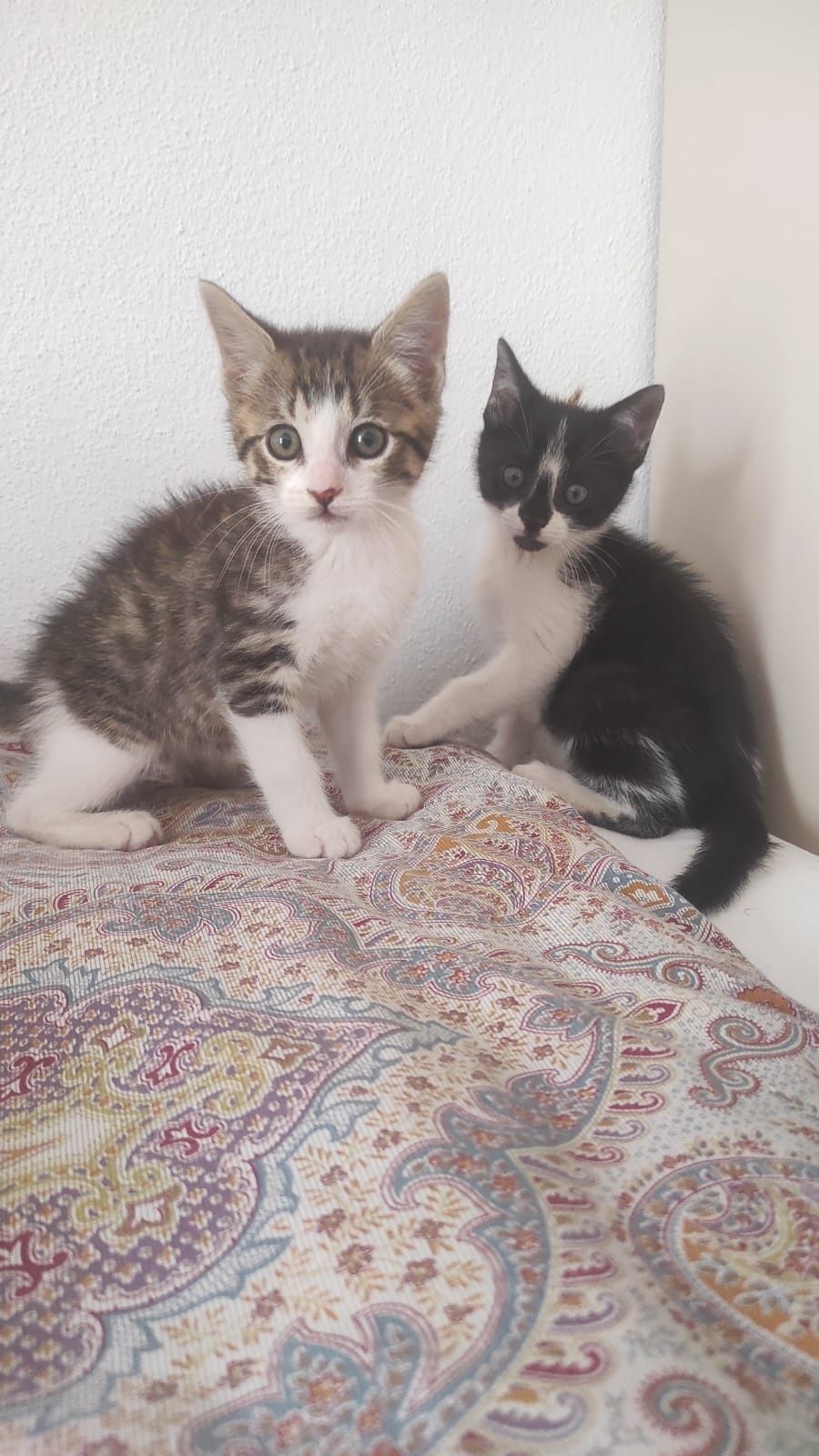 Oreo, para adoção