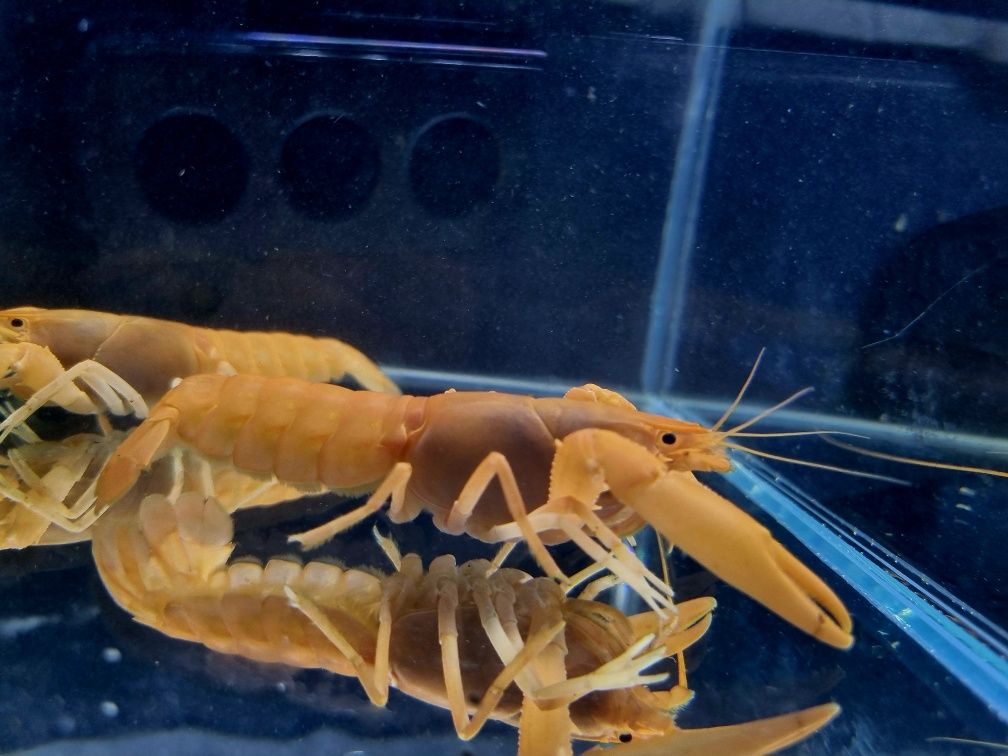 Rak morelowy Rak cherax holthuisi raki akwariowe dorosłe