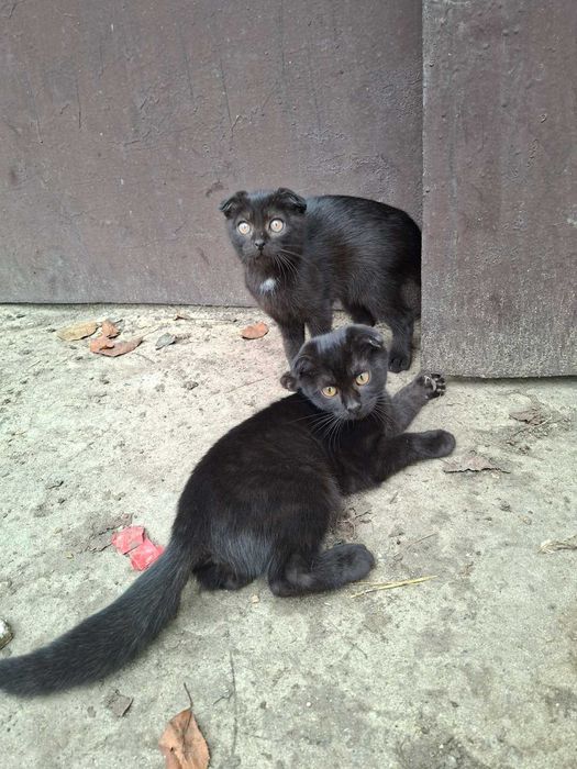 Коти  висловухі, чорні