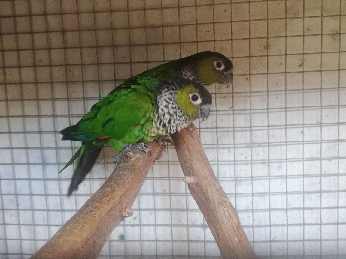 Casal Pyrrhura Rupicola