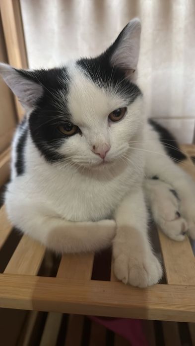 Oddam za darmo kotkę