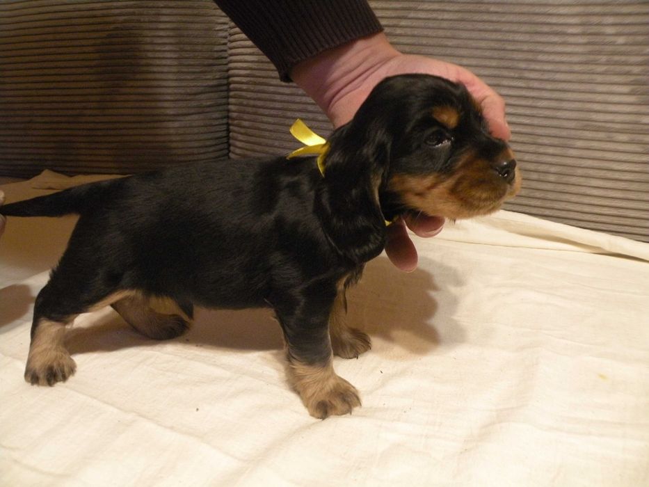 cocker spaniel angielski piesek