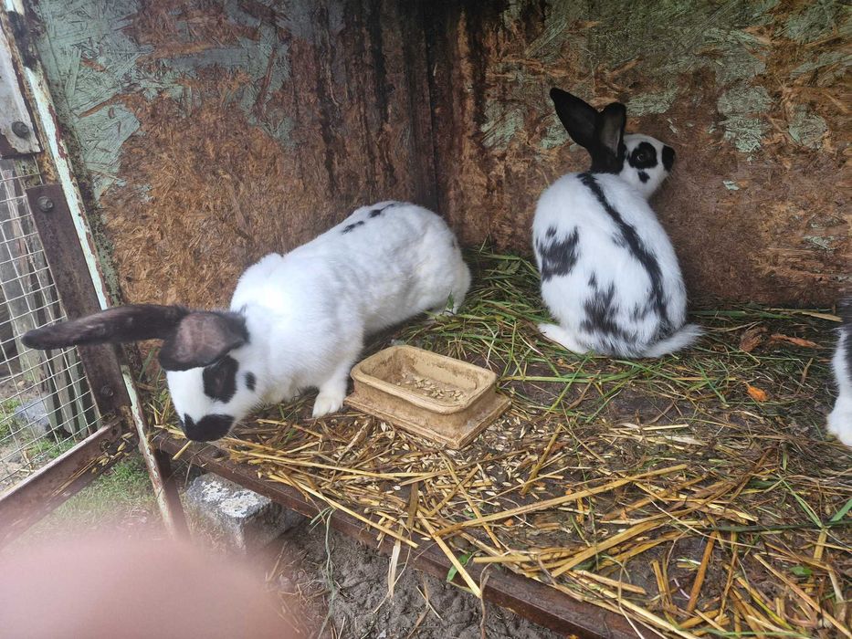 Mam do sprzedania króliki