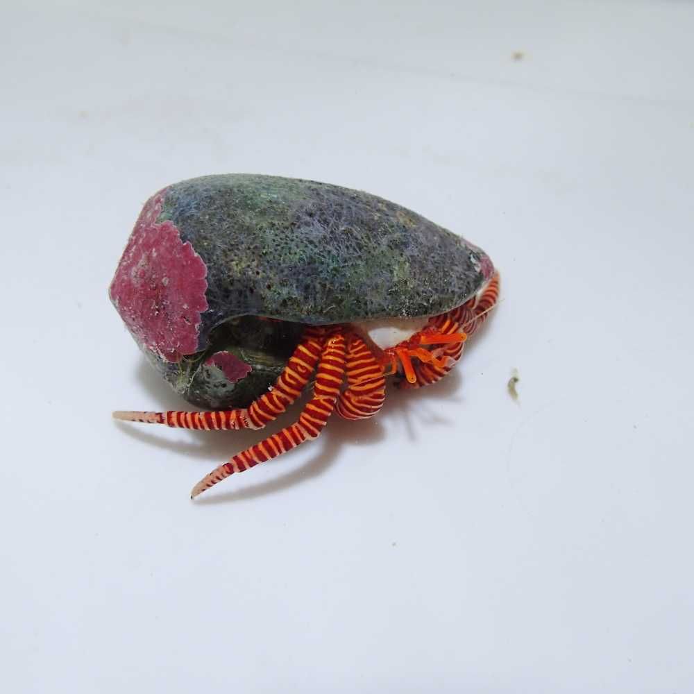 Ciliopagurus strigatus - krab pustelnik - akwarium morskie