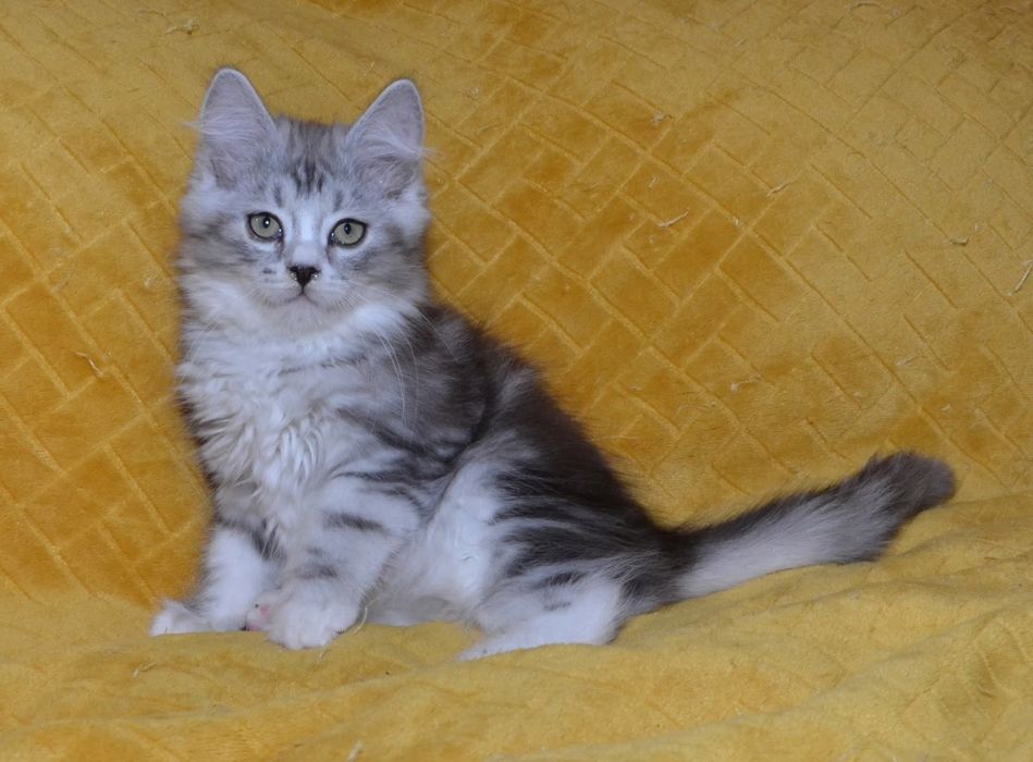 Rodowodowy kot syberyjski * kocurek Diamond * rodowód FPL/FIFE