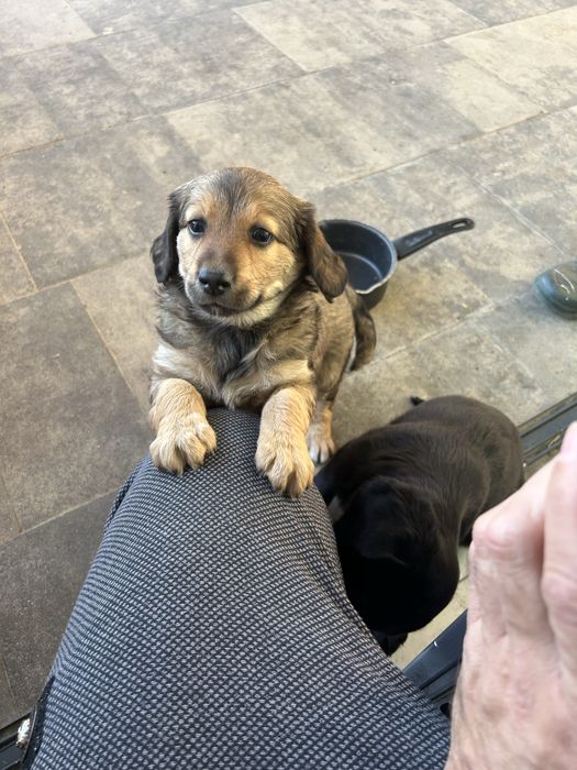 Pieski kundelki 1 szt