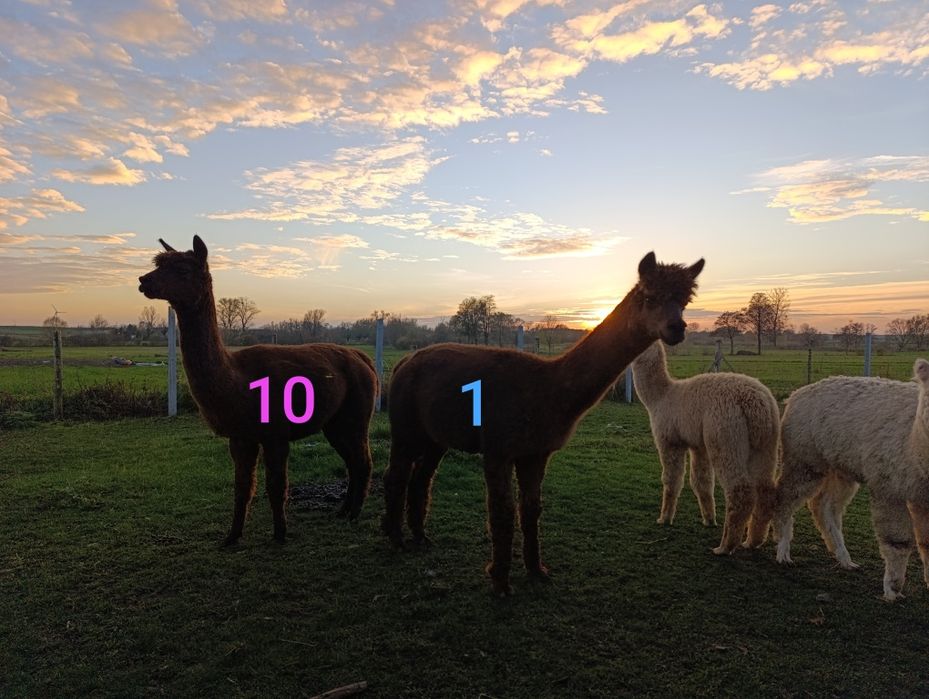 Alpaka Stado alpak alpaki
