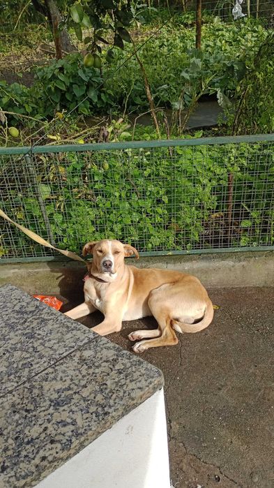 Doando um cão amável