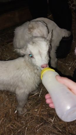 Продам молочних козенят