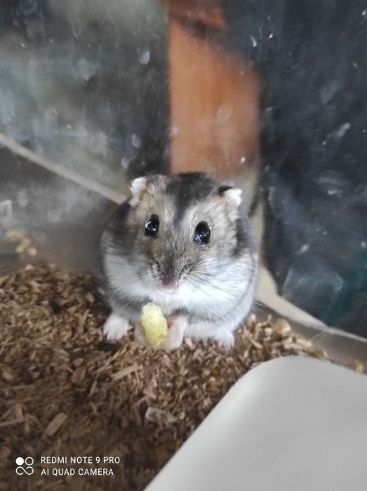 хомяки джунгарики