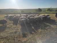 Продам вівці ціна договірна різного віку