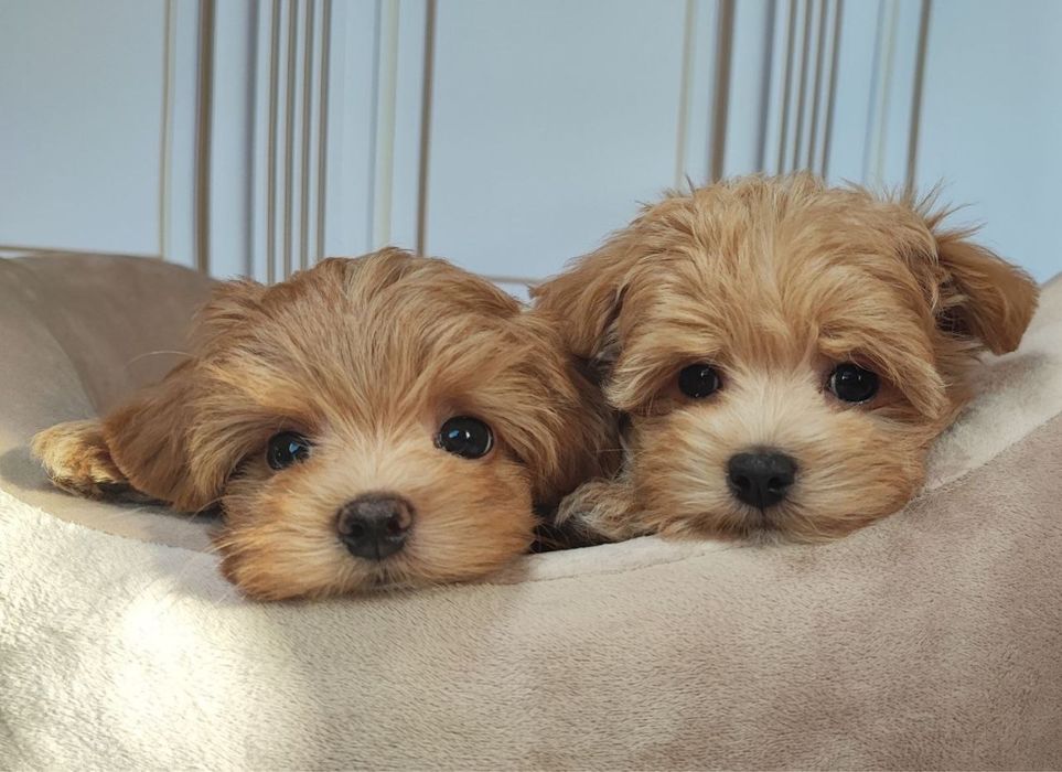 VIP-цуценята мальтипу F1/F2