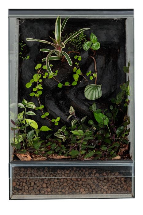 Terrarium tropikalne gekon
