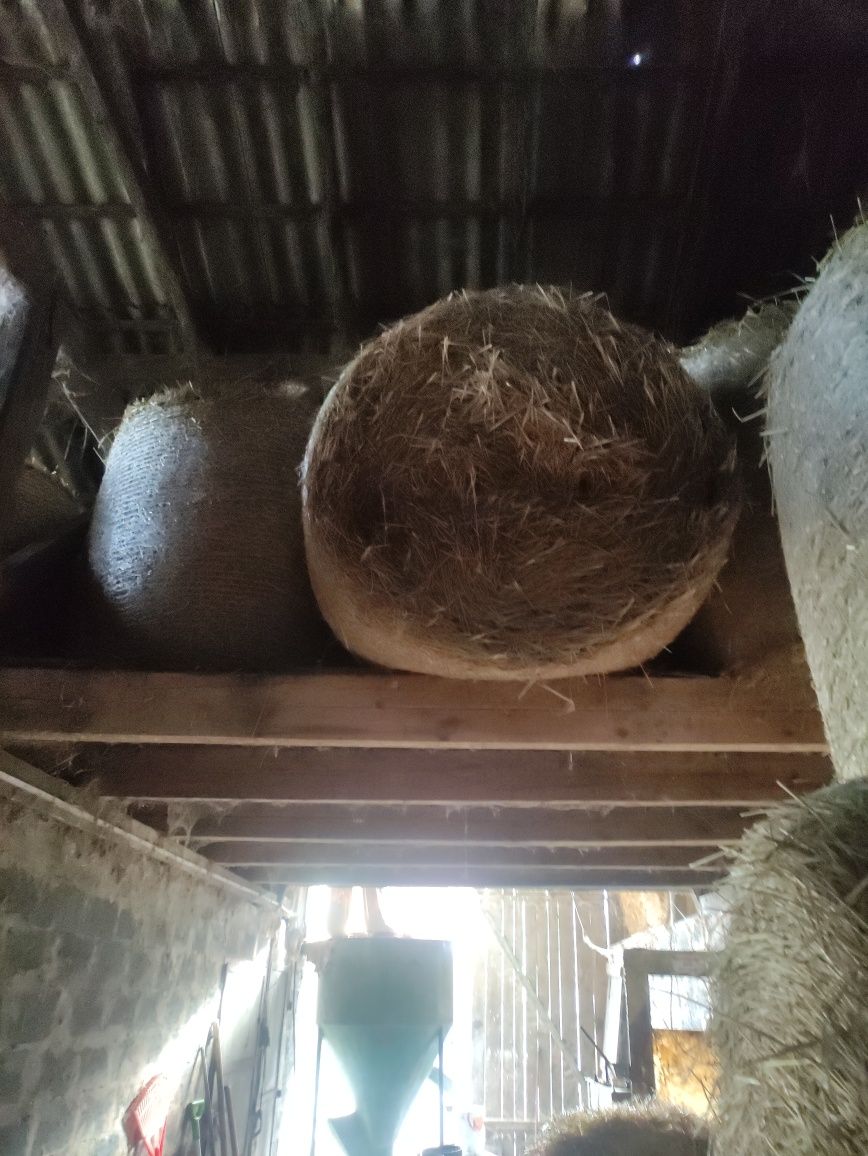 Słoma sucha w balotach przechowywana w stodole  balach 125 x 125 z2023