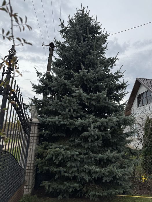 Ялинка голуба жива